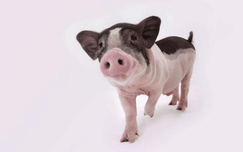 让天下没有难养的猪系列 史上最可爱的3d猪