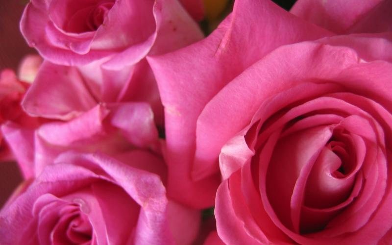 唯美玫瑰花背景图片壁纸 玫瑰花,红色花朵,红色鲜花,浪漫花朵