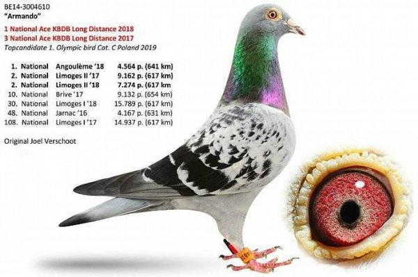 世界上最贵的信鸽阿曼多售价125万欧元