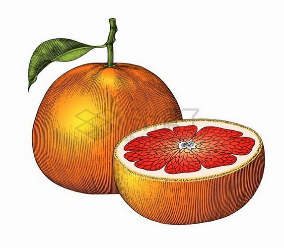 带叶子切开的橙子美味水果手绘素描插画png图片免抠矢量素材