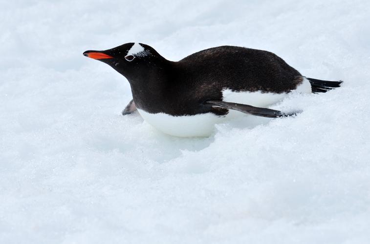 南极揽胜十五动物篇之巴布亚企鹅