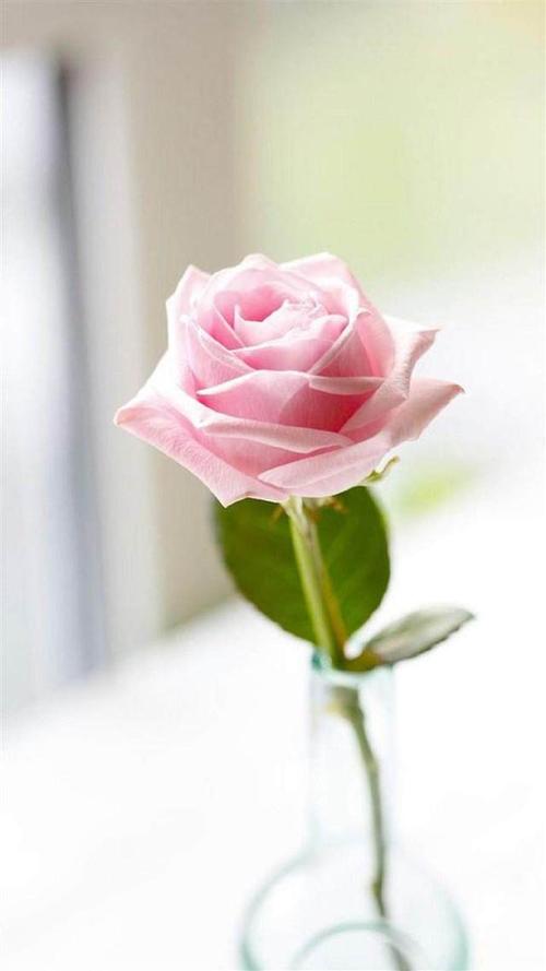 每个人心中都有一朵玫瑰 唯美浪漫粉色玫瑰,超清手机壁纸献上!