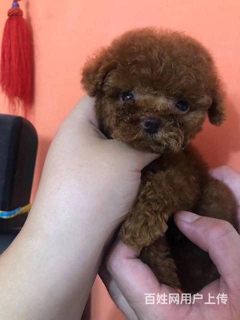 北京出售赛级泰迪犬韩国双血统泰迪犬出售