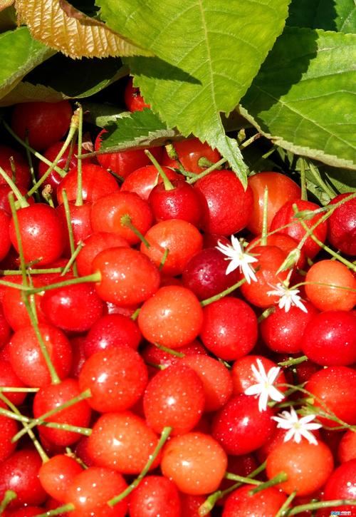 泸州古蔺:玛瑙红樱桃成熟 抢鲜一步助脱贫 _四川在线