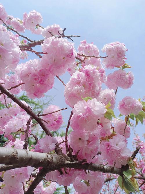 青龙寺的粉色樱花太美了吧