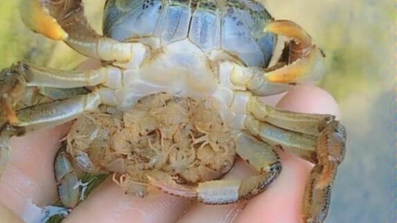 第一次见到怀孕的母螃蟹_哔哩哔哩 (゜-゜)つロ 干杯~-bilibili