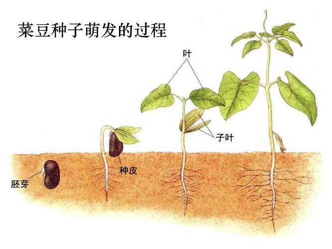 菜豆种子萌发的过程