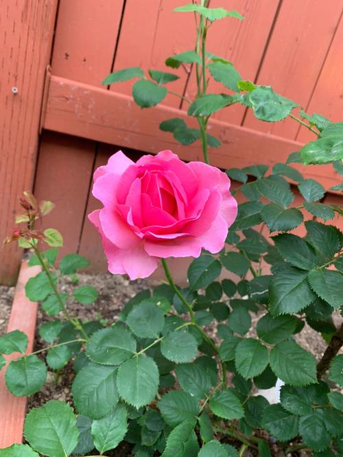 我的秘密花园  #月季  #da  #玫瑰  #肯特公主
