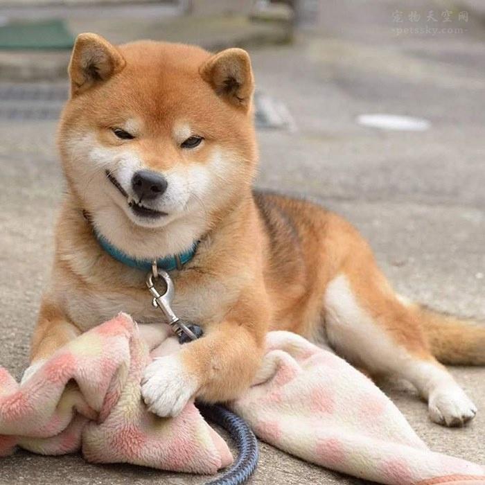 日本的柴犬明星ryuji 靠着搞笑而可爱的表情成为网红