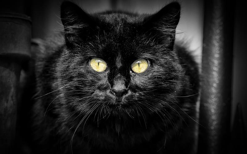 眼神犀利的黑猫高清图片电脑桌面壁纸第一辑