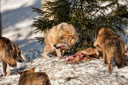 灰狼在雪地背景下吃肉图片素材
