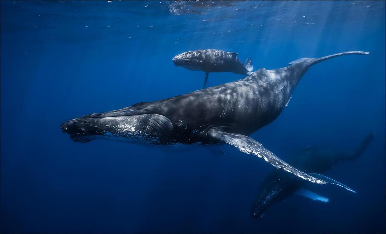蓝鲸(地球上最大的哺乳动物)_石塘网