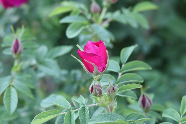 其它 小院群芳迎夏至   我种的玫瑰,蔷薇,月季等在春未相继开花,又一