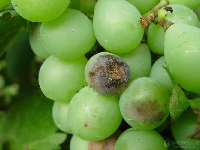 葡萄常见病虫害图谱