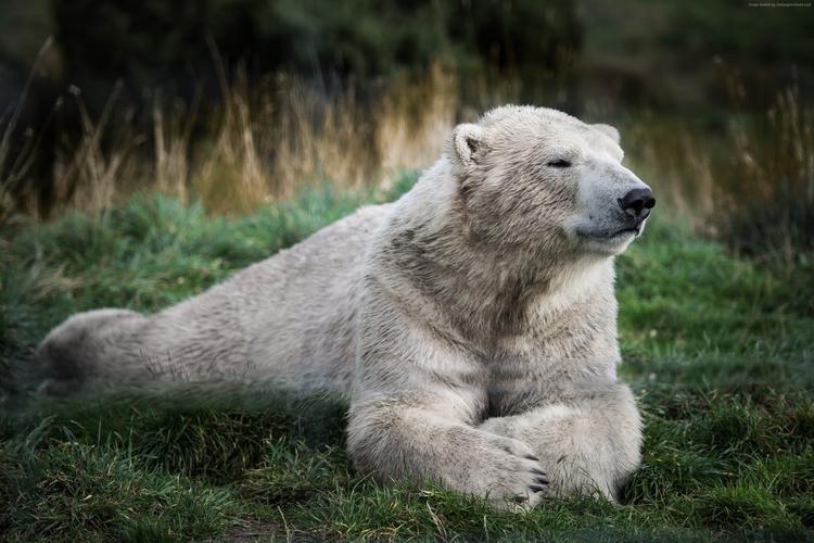 北极熊,看,可爱的动物(水平),图片,壁纸,动物-桌酷