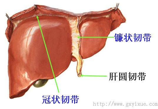 腹膜韧带1.jpg