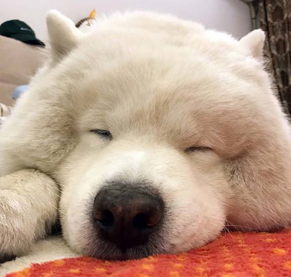 世界上最爱睡觉的狗开启24小时睡眠模式,最后那表情萌翻了