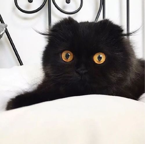 这只黑猫竟然可以长得如此可爱!!