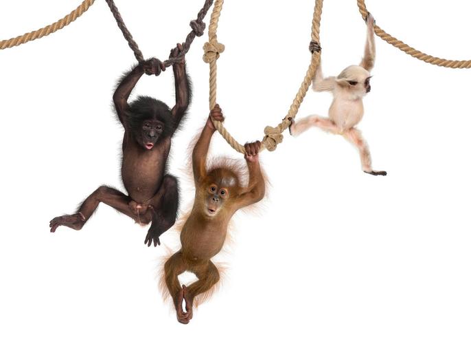 白底三只猴子挂在树枝