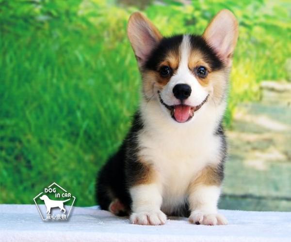 我要买狗 柯基犬 北京通州柯基犬 价钱 1800~5001元 品种 柯基犬 性别