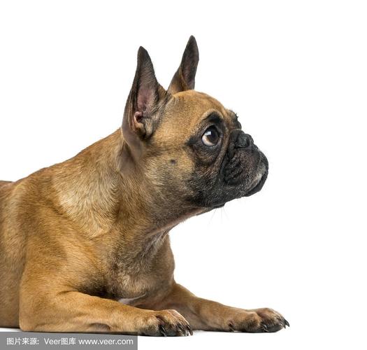 法国斗牛犬,古典式,两只动物,褐色,水平画幅