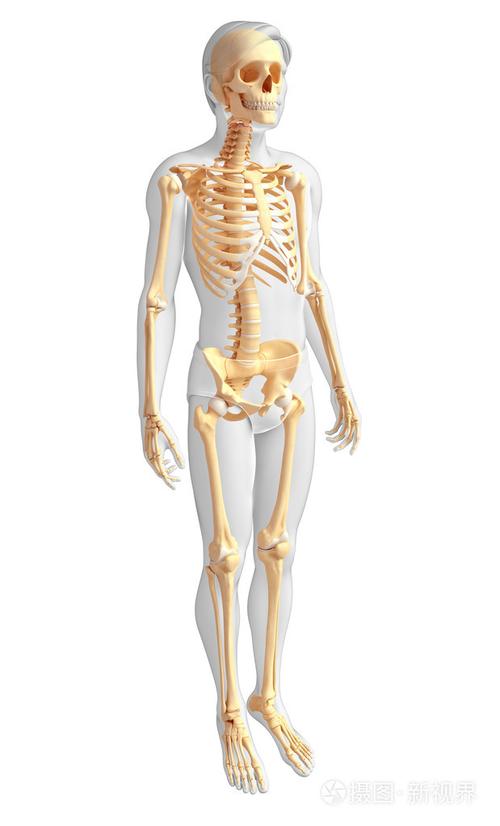 人类骨架侧视图