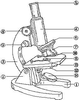 显微镜简笔画带结构