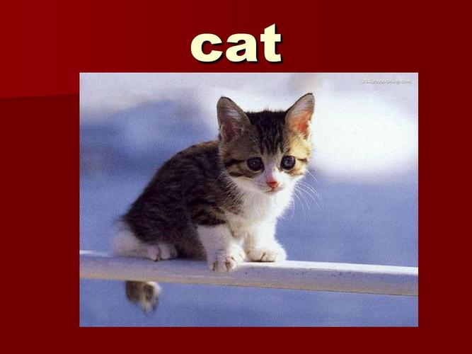 英语单词图片大全完整版ppt 小学生需要了解和会读的基本英语单词 cat