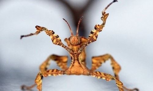 世界最恐怖的十大昆虫光看就能把你吓疯勿靠近
