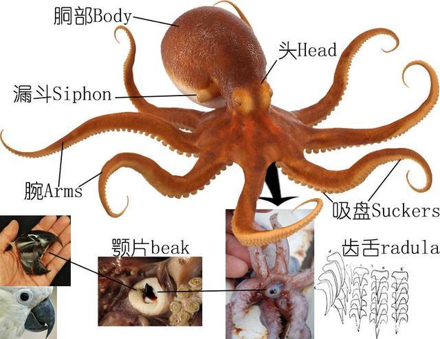 章鱼的主要结构,图自编