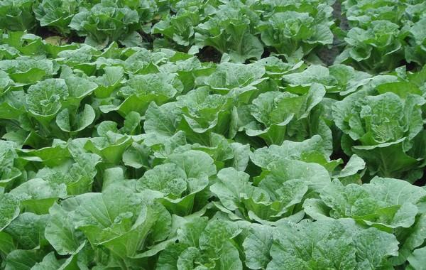 蔬菜种植户使用中微量元素肥料的效果