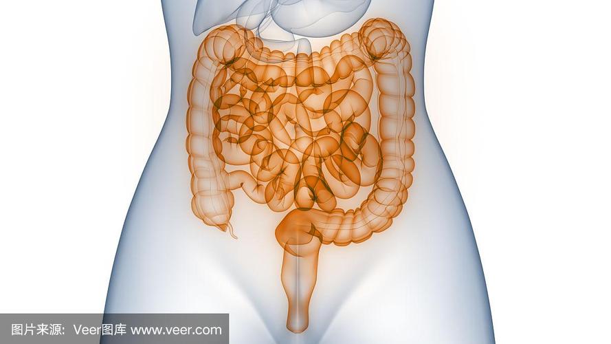 人体消化系统大小肠解剖