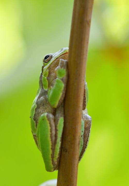 澳大利亚绿树蛙在休息
