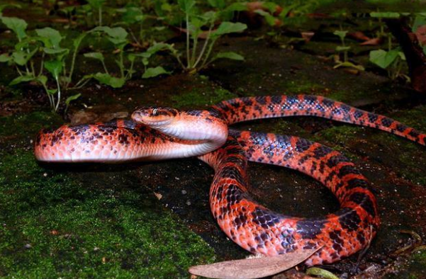 赤链蛇虽然属于无毒蛇类但它也有毒