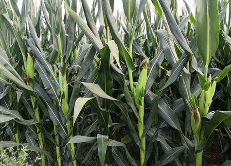 中农大678玉米种子简介品种审定公告耐高温表现