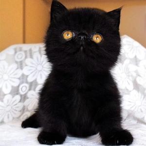 纯黑色加菲猫