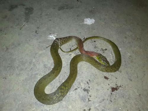 这是什么蛇?