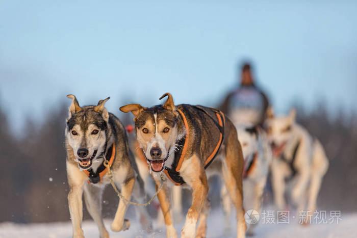 哈士奇狗在冬季景观队. 一群狗在狗赛跑.