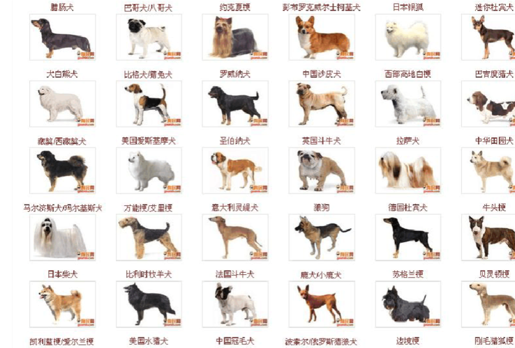免费文档 所有分类 世界犬种大全 第1页 (共2页,当前第1页) 的相关