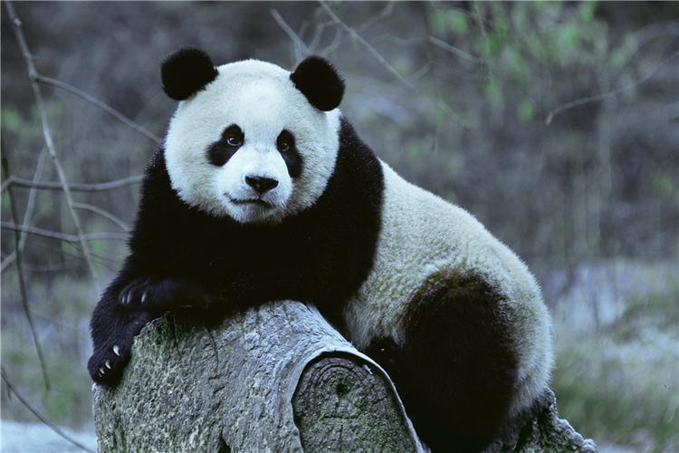 首届中国大熊猫保护研究"九寨"杯国际摄影大赛各奖项揭晓