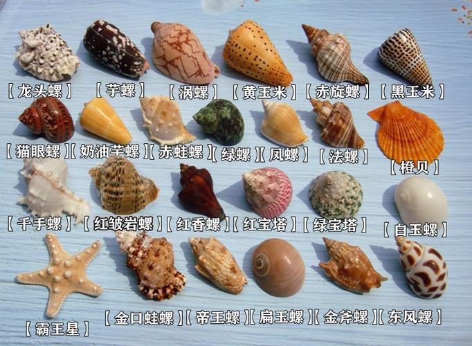 天然贝壳海螺海星标本礼盒装少年儿童海洋生物科普材料