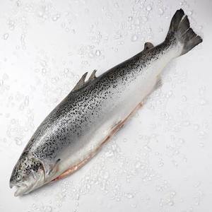 premium atlantic salmon whole and gutted for sale
