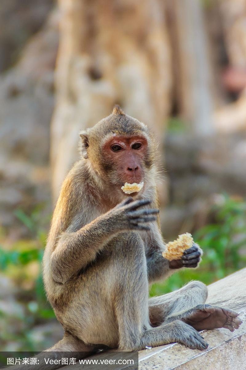 可爱的猴子坐在庙里吃新鲜的玉米