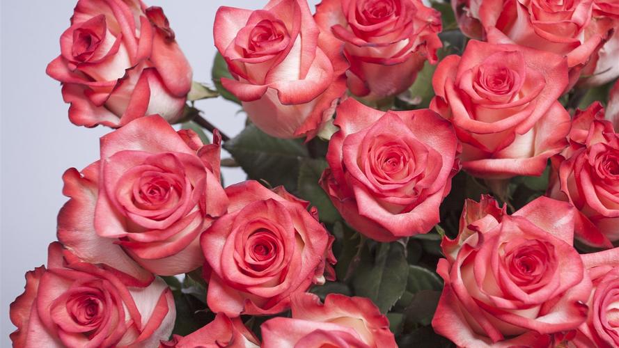 壁纸 粉红玫瑰,花束,一些花 3840x2160 uhd 4k 高清壁纸, 图片, 照片
