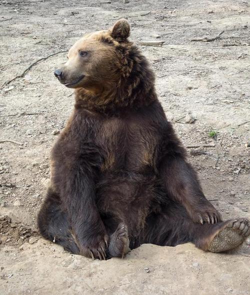 动物园棕熊能懂人话 被质疑是人假扮:回应确实是真熊
