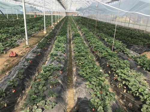1月18日,雁门口镇阮沟村谷易兴合作社大棚草莓迎来了成熟的高峰期