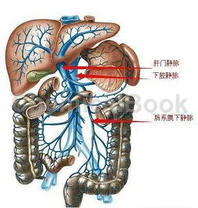 人肠静脉组织提取物的应用