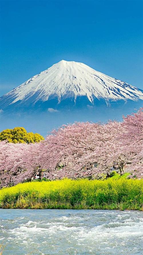 日本,樱花,花海,唯美风光,自然美景,旅游胜地,手机壁纸日本樱花海