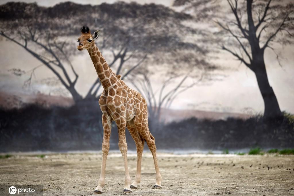 法国动物园新生长颈鹿宝宝亮相与同伴相互依偎画面暖心