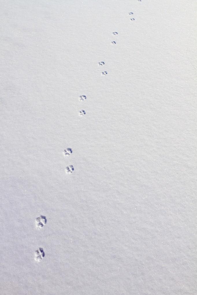 狗脚印,动物轨道上雪背景